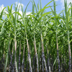 Sugar Cane Milk: A Potential Alternative to Dairy in the Market