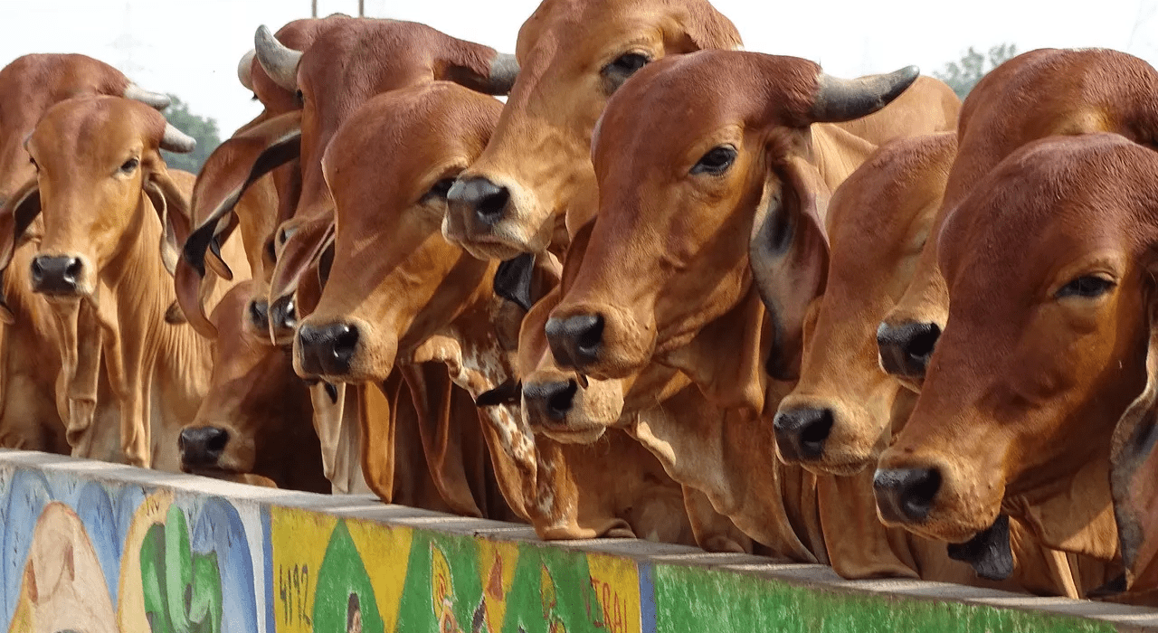 Cows in Himachal