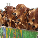 🐄 Carbon Credits and Cows: Why the Dairy Industry Should Care About Emissions and Revenue