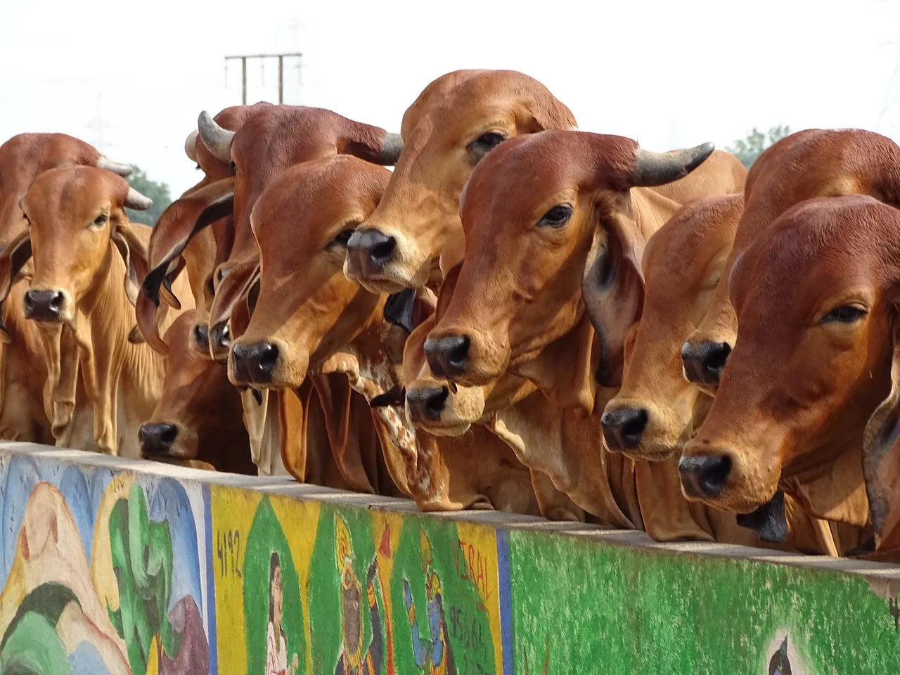 Cows in Himachal