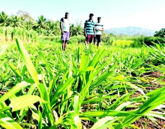 Dairy Farmers in Sanguem