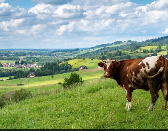 Genetically Modified Cow