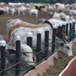 Indian Dairytech Startups Revolutionize Livestock Management