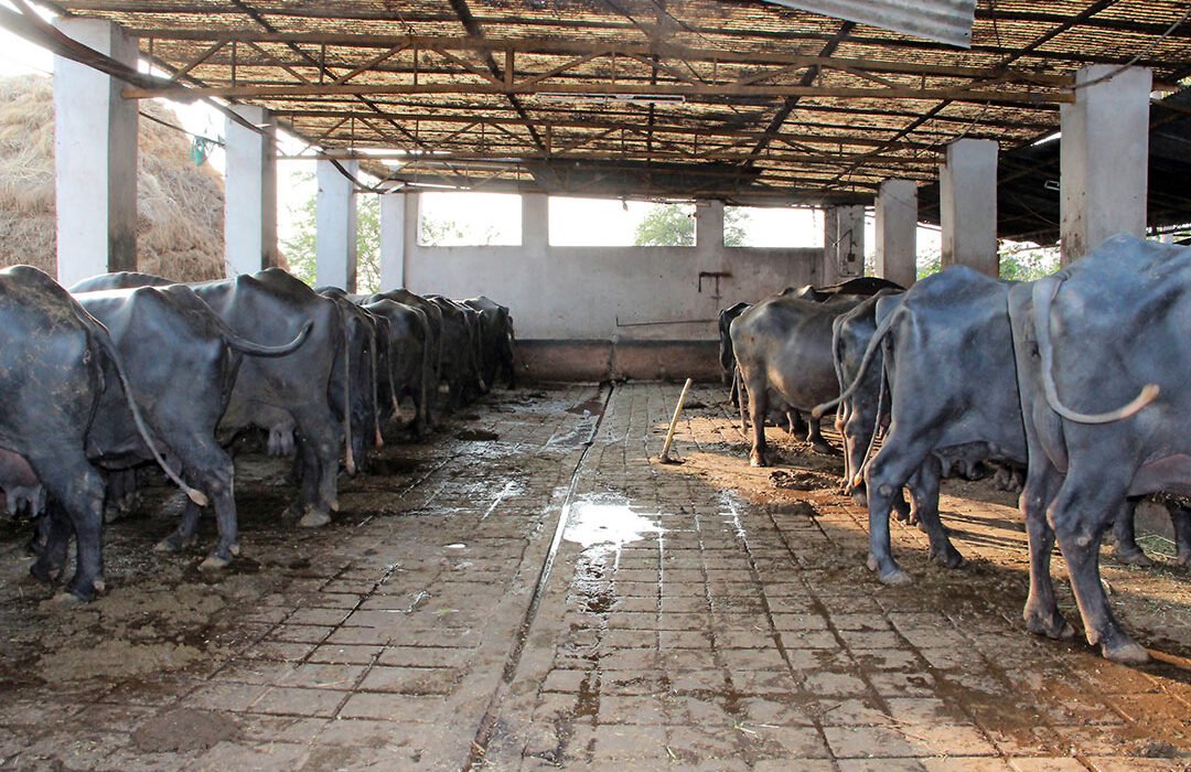 Dairy Colonies In India