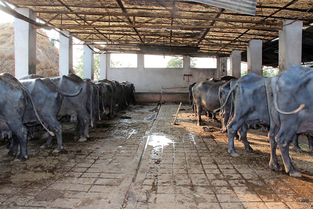 Dairy Colonies In India