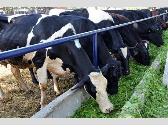 Punjab Livestock