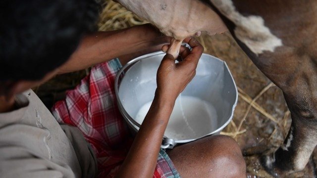 Maharashtra’s milk subsidy