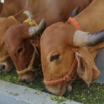 India’s dairy sector emissions could be reduced with balanced diet breed management Report