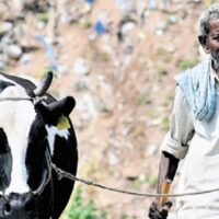 Milk in india