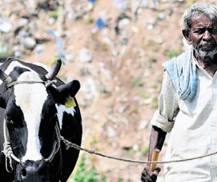 Milk in india