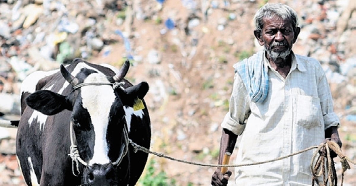 Milk in india