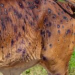 Recent Cattle Disease Outbreaks in India: FMD, LSD Highlight Biosecurity Gaps