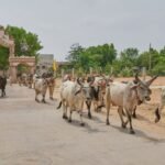 India’s Dairy Industry at a Crossroads: Trade Barriers, Fake Products, and Food Safety Concerns Dominate Discussion