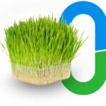 Shunya Agritech and ICAR-IIMR Collaborate on Hydroponic Maize Fodder to Boost India’s Dairy Yields