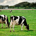 UK Dairy Farmers Face Pressure as Milk Prices Drop