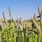 Nigeria, ICRISAT Partner to Boost Feed Security with Crop Residue Innovation