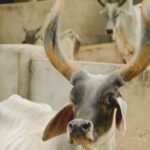 Keys to Success in Mini Dairy Farming