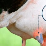 Mastitis and Metabolism: The Overlooked Connection