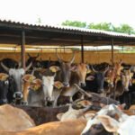 Climate-Resilient Dairy Farming Supports Smallholder Households