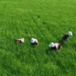 Dear Donald Trump, hear out Indian farmers – DairyDimension