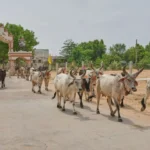 India’s Dairy Sector at a Crossroads: Scale, Adulteration Risks and the Shift Towards Value Addition