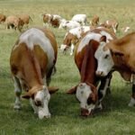 India Hands Over 43 Jersey Cows to Strengthen Bhutan Dairy Sector
