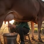 Haryana Buffalo Milk Prices May Rise to ₹100 Per Litre