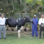 ABS India and Chitale Dairy Import India’s First TPI 3000+ Holstein Bulls from ABS Global USA