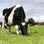 Middle East Tensions and High Milk Supply Shape Global Dairy Market Outlook