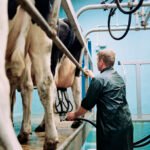 Automated Milking Systems Raise Profitability Questions for Dairies