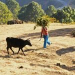 Uttarakhand Milk Production Rises by Over 3%, Reflecting Steady Dairy Sector Growth