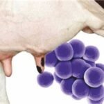 Subclinical Mastitis: A Hidden Challenge Affecting the Feed Mill