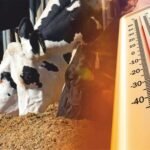Tips for managing Summer Stress in Dairy Animals