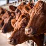 Tighter margins, slower production growth and a cautious price recovery: Rabobank Q1 summary – DairyDimension