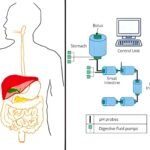 Simulating Digestion to Personalise Satiety: The Future of Fiber-Enriched Foods