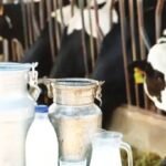 BinDawood Holding Eyes Lithuania Dairy Investment Amid Declining Milk Production