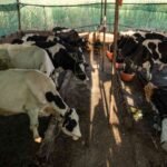 Maharashtra Milk Production Rises 64% in a Decade, Yet Per Capita Availability Trails National Average