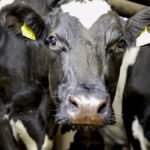 Center for Dairy Excellence Urges Farmers to Manage Milk Price Risks