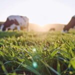 Science, Sustainability, and the Next Phase of Livestock Growth