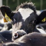 Livestock Insurance Portal Set for Launch in New Delhi on September 28