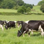 NE-DBIC Opens $1 Million Dairy Farm Modernization Grant Programme Across 11 Northeast States