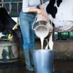 Kenya Programme to Strengthen Dairy Production for 1,500 Farmers