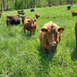 Dairy Wellbeing Workshop to Focus on Cattle Health and Beef Quality