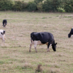 Cash planning and management advice as dairy profits yo-yo – DairyDimension