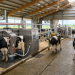 High milk output from robot in Antrim – DairyDimension
