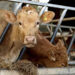Belgian dairy farm puts soil health at heart of sustainable model – DairyDimension
