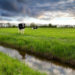 European Milk Board celebrates 20 years amid dairy crisis – DairyDimension