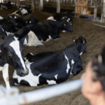 Ludhiana Books Four Dairy Owners Over Cow Dung Discharge