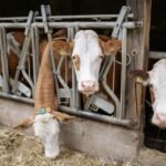 Milk Industry Crisis Continues to Worsen – DairyDimension