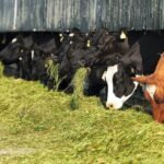 Drought dents Irish and EU milk supplies – DairyDimension